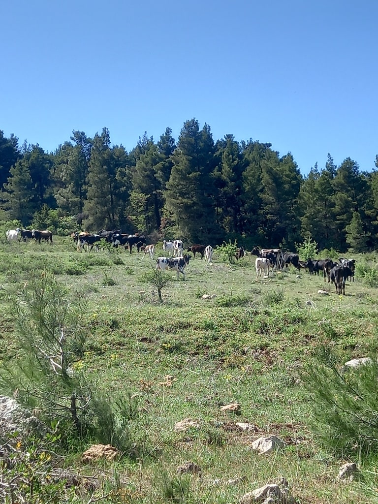 Το δάσος του Κυπαρισσίου